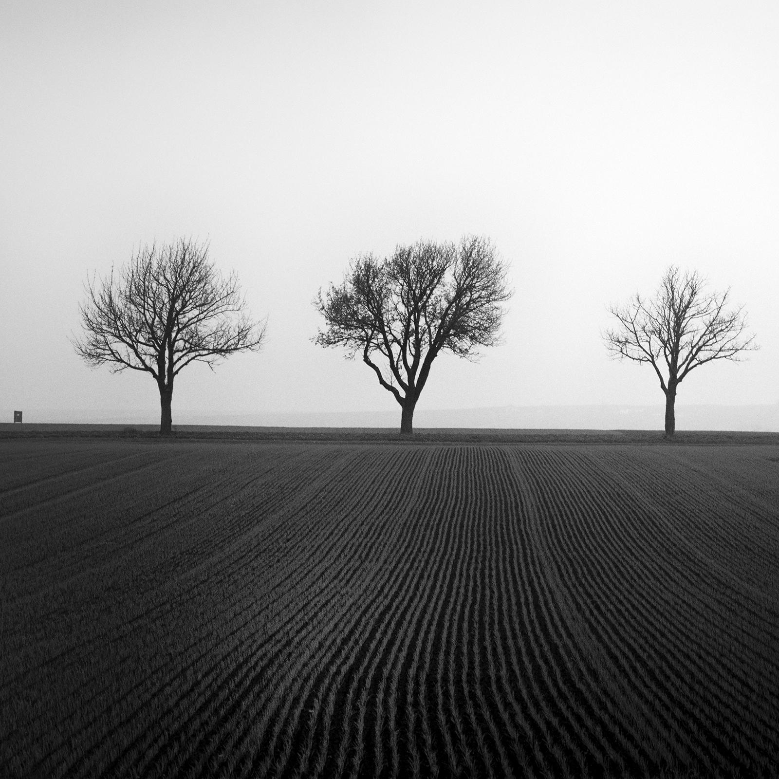 Cherry Tree Avenue, minimalist black and white photography, landscape, fine art For Sale 4