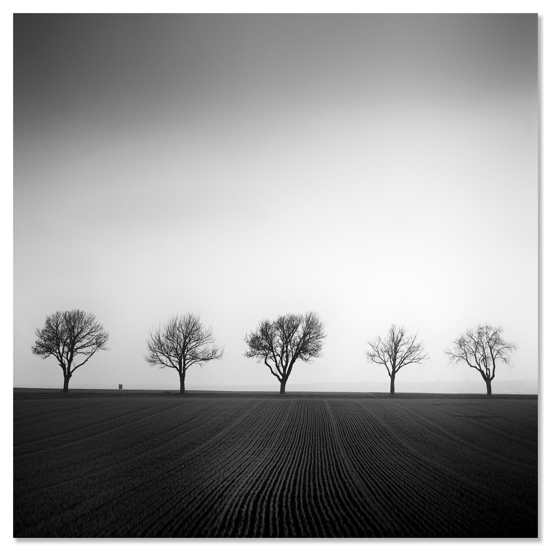 Cherry Tree Avenue, minimalistische Schwarz-Weiß-Fotografie, Landschaft, bildende Kunst im Angebot 3