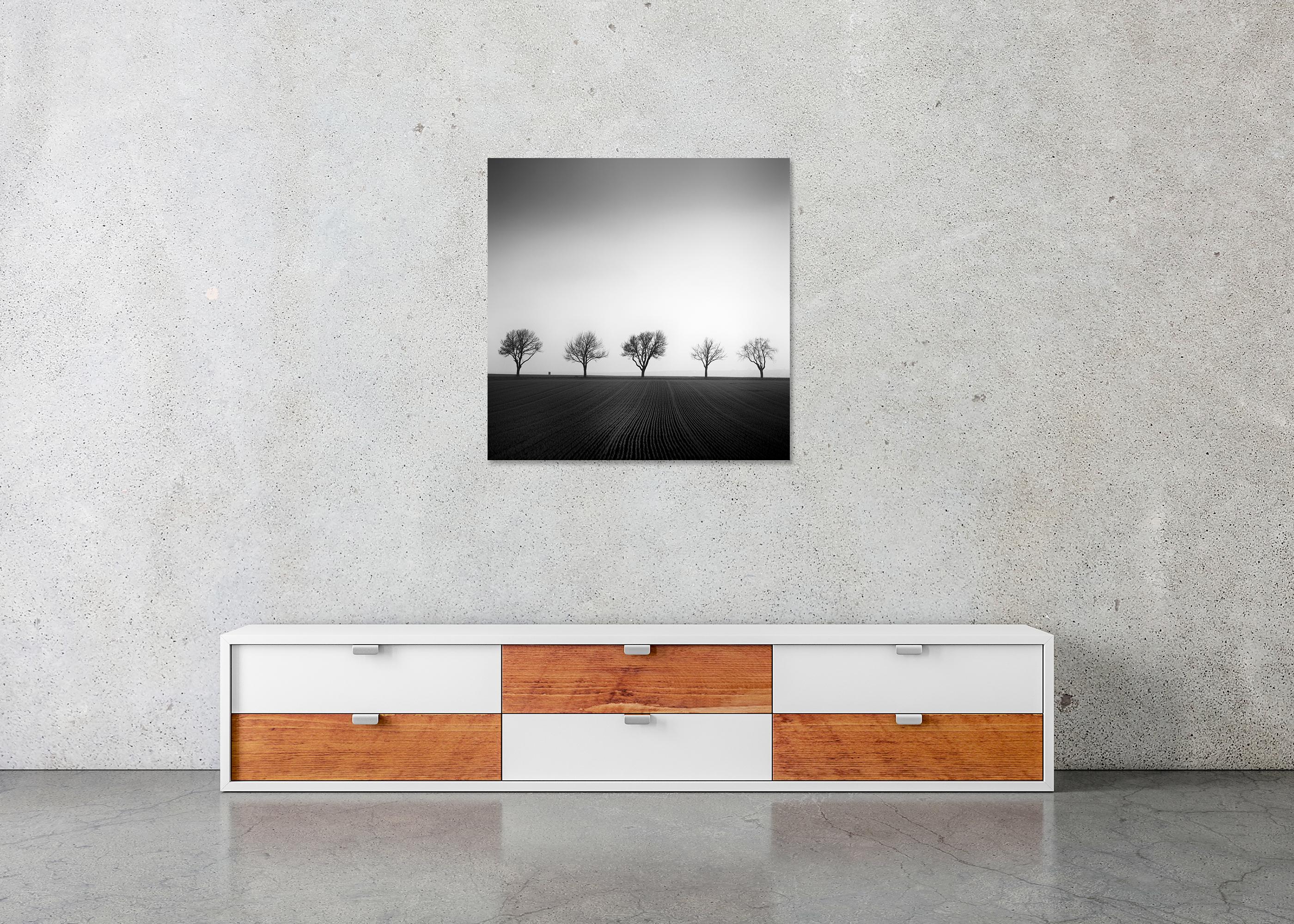Cherry Tree Avenue, minimalistische Schwarz-Weiß-Fotografie, Landschaft, bildende Kunst im Angebot 4