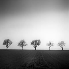 Cherry Tree Avenue, photographie minimaliste en noir et blanc, paysage, beaux-arts