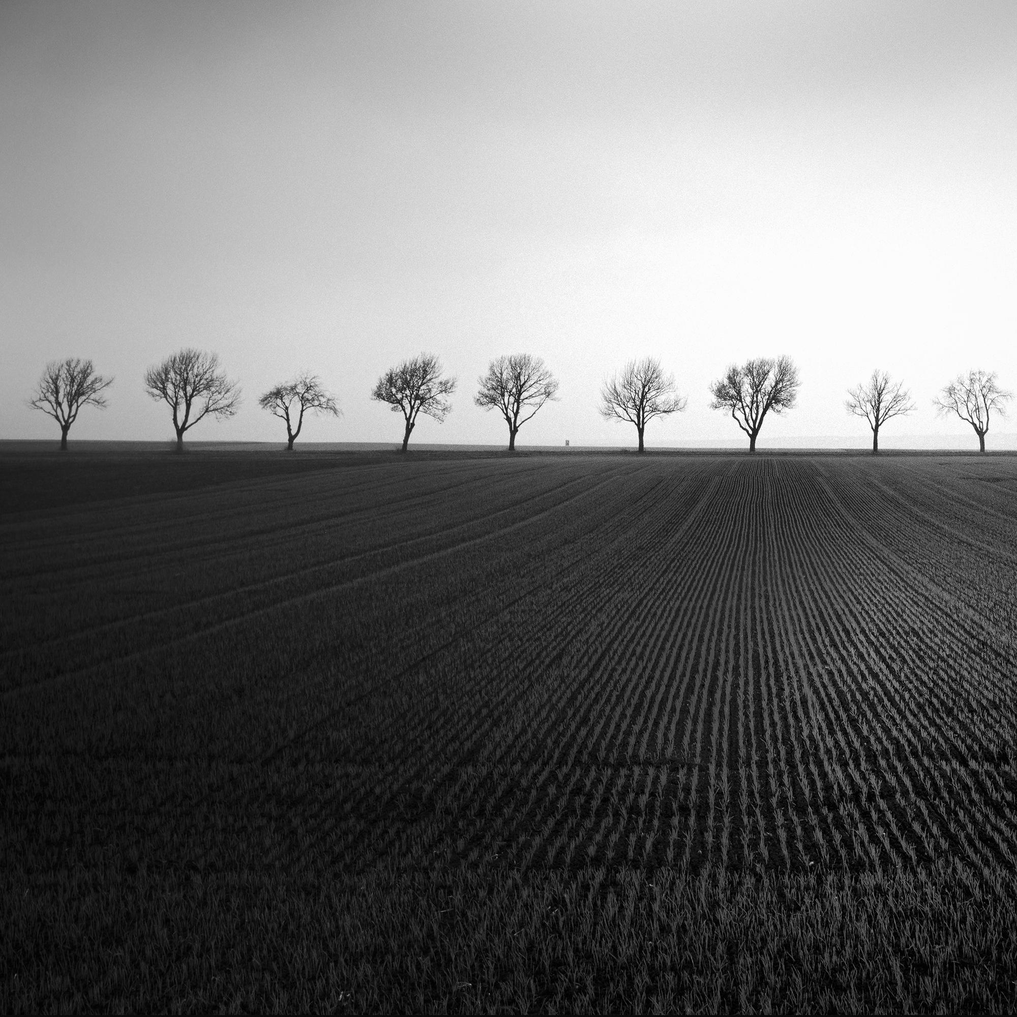 Cherry Tree Avenue, minimalist monochrome landscape photograph For Sale 2