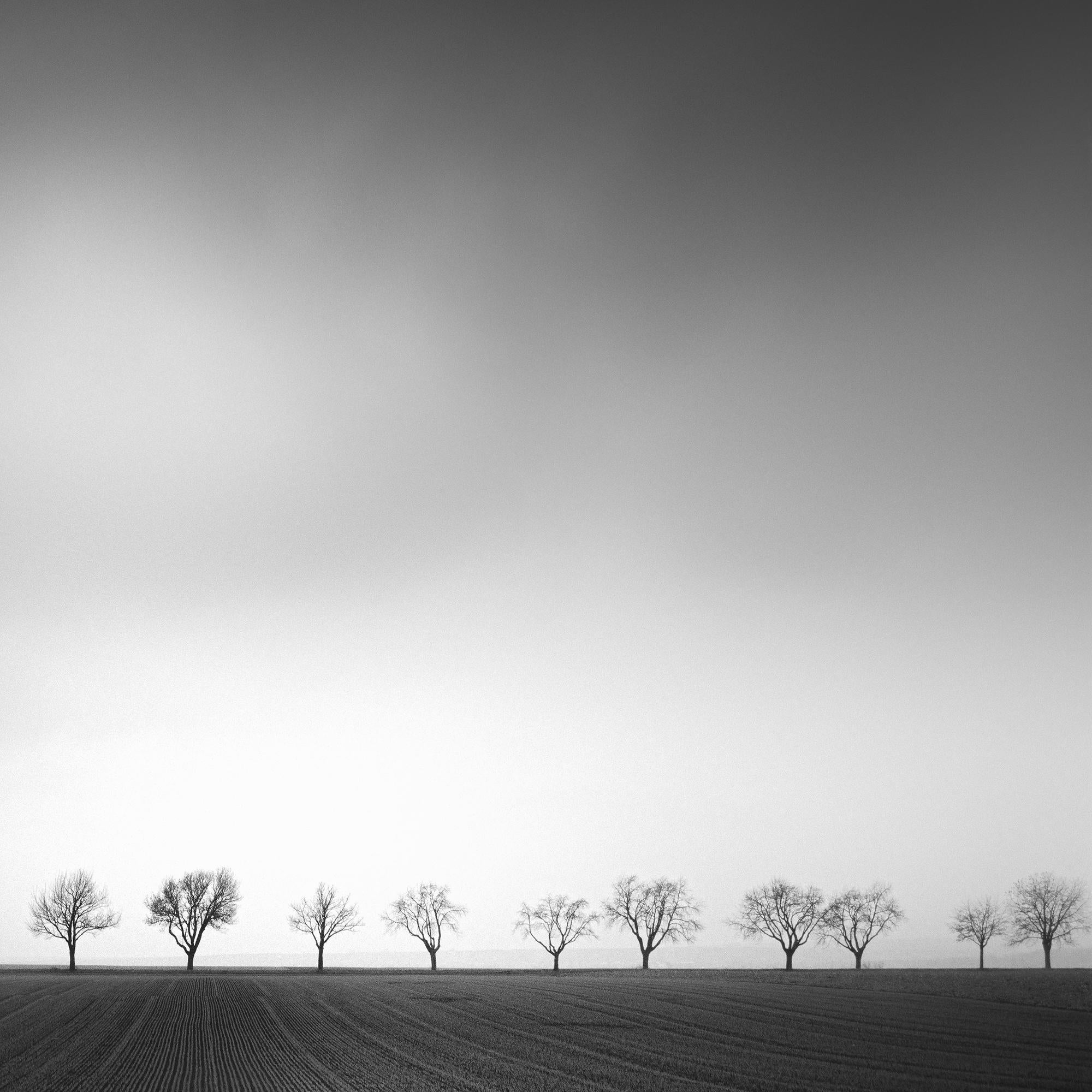 Cherry Tree Avenue, minimalist monochrome landscape photograph For Sale 3