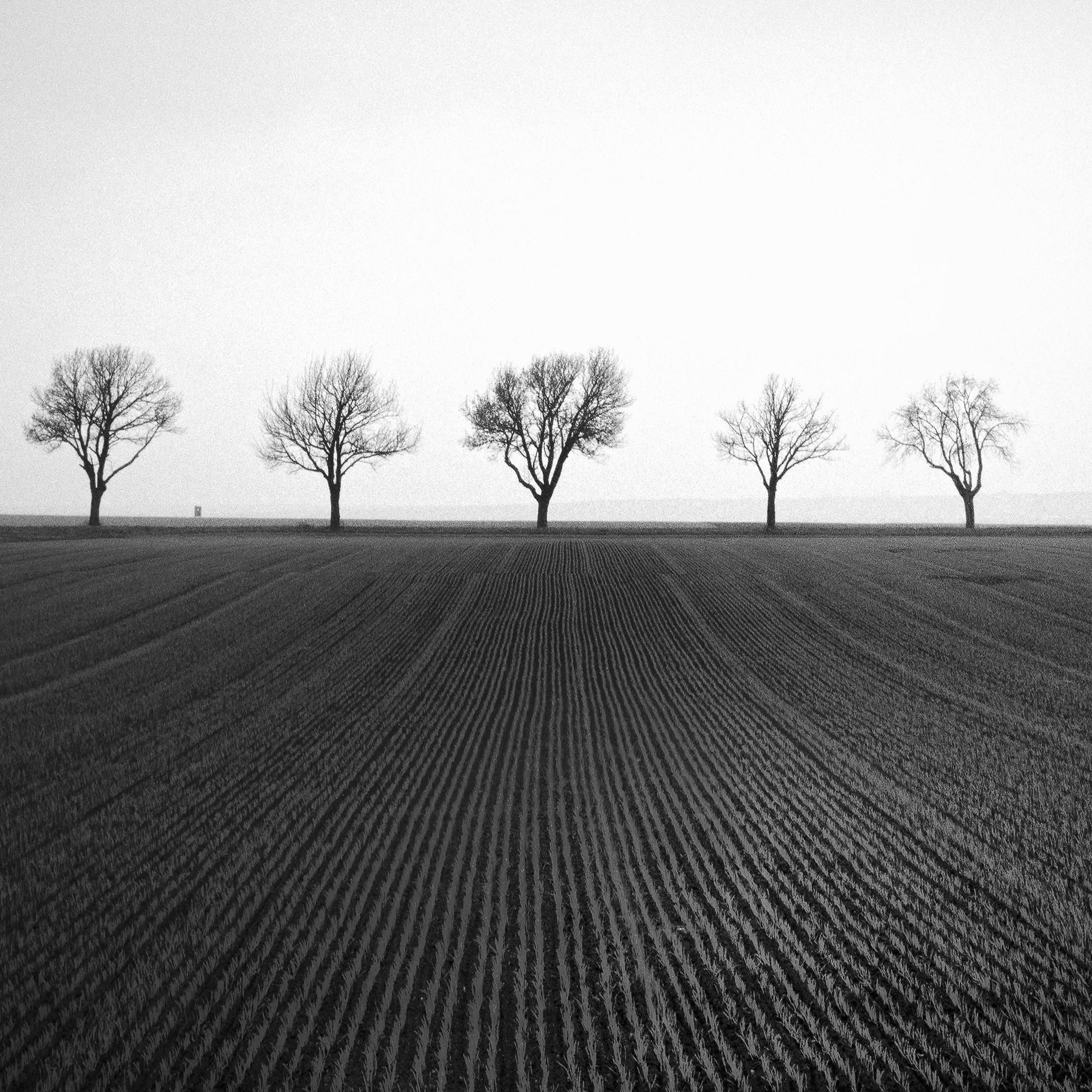 Cherry Tree Avenue, minimalist monochrome landscape photograph For Sale 4