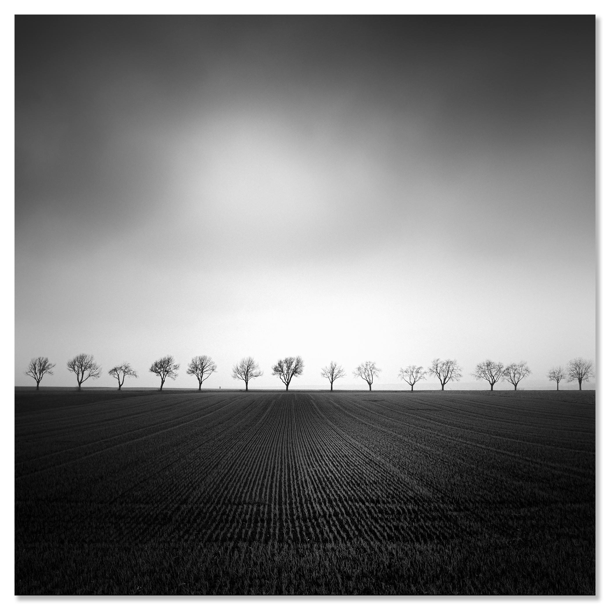 Cherry Tree Avenue Study 2, Austria - no. 11810 // Pigment ink print, limited edition of 9. 
Cherry tree avenue at the edge of the field in stormy weather, Weinviertel, Austria. All Gerald Berghammer prints are made to order in limited editions on
