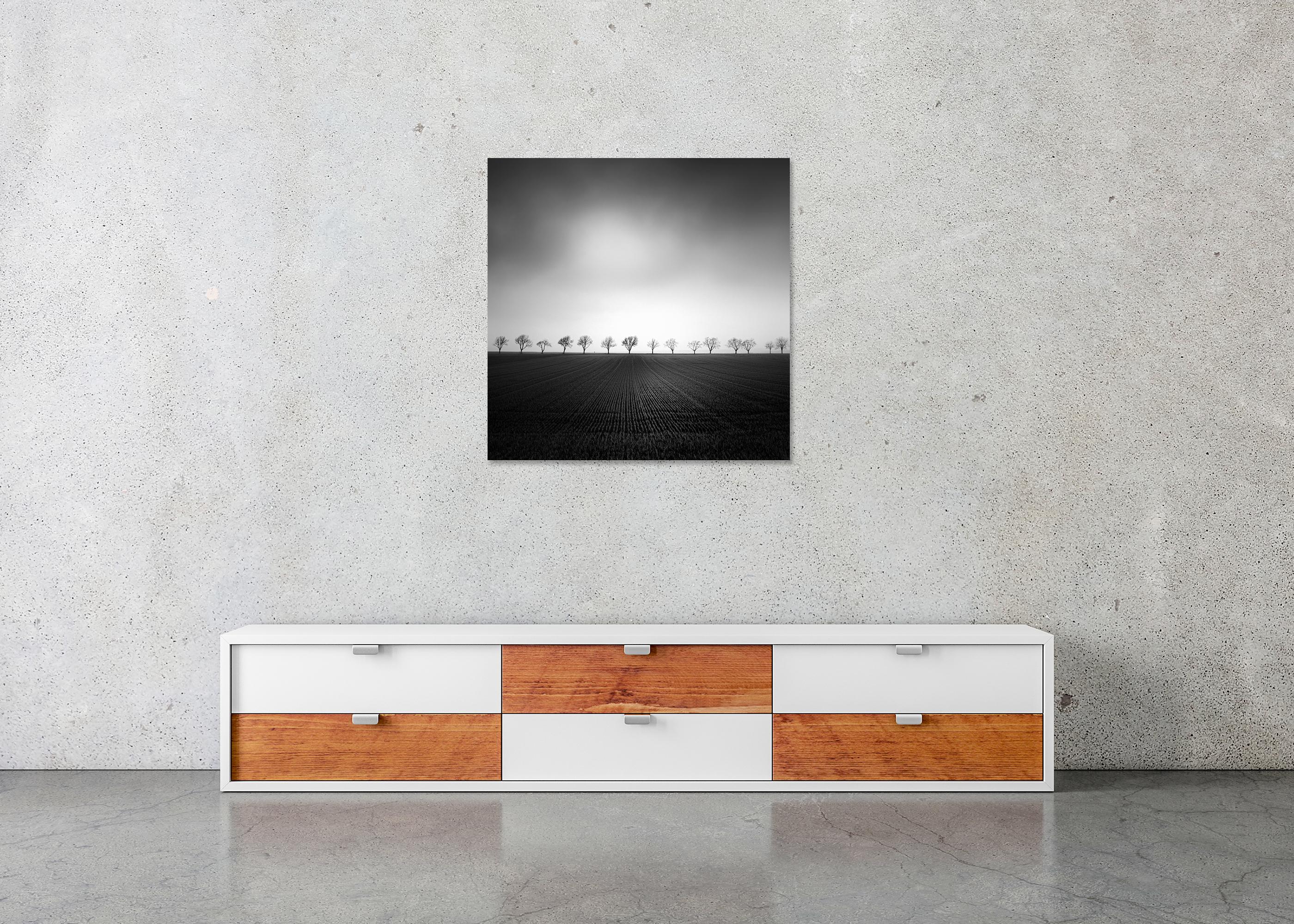 Cherry Tree Avenue, minimalist monochrome landscape photograph For Sale 1
