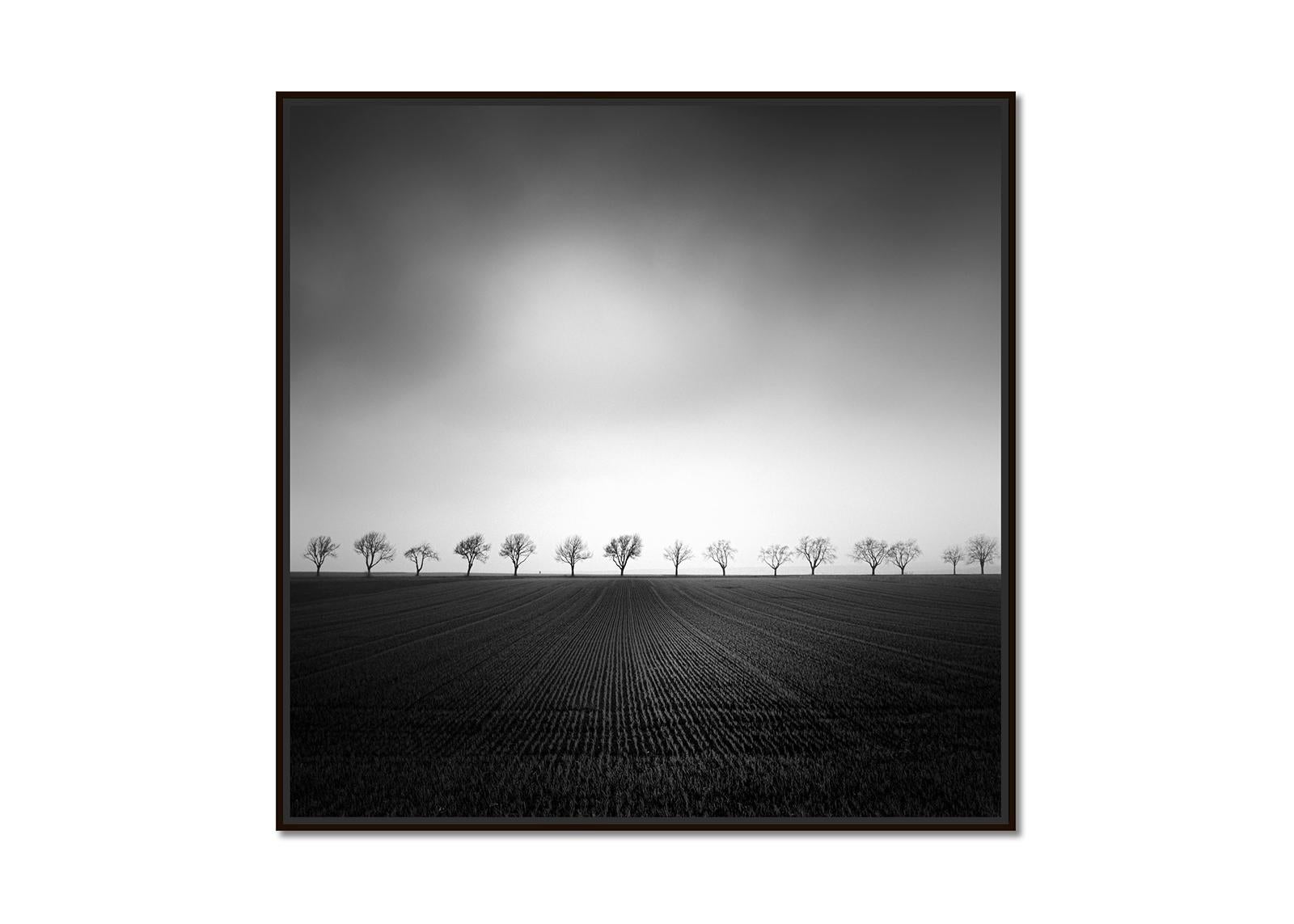 Cherry Tree Avenue, minmalisme, noir et blanc, beaux-arts paysage, photographie - Photograph de Gerald Berghammer