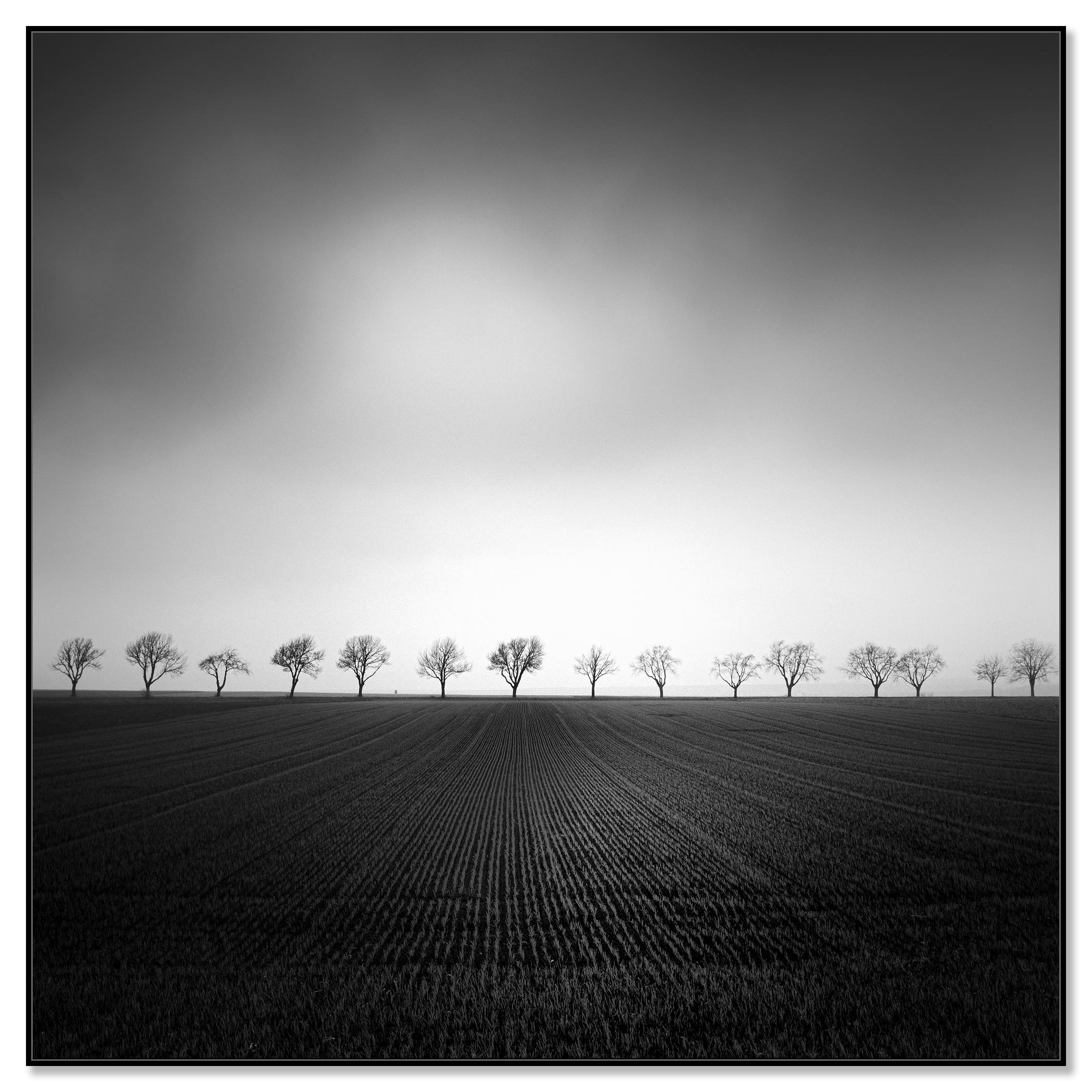 Cherry Tree Avenue, minimalist monochrome landscape photograph - Photograph by Gerald Berghammer