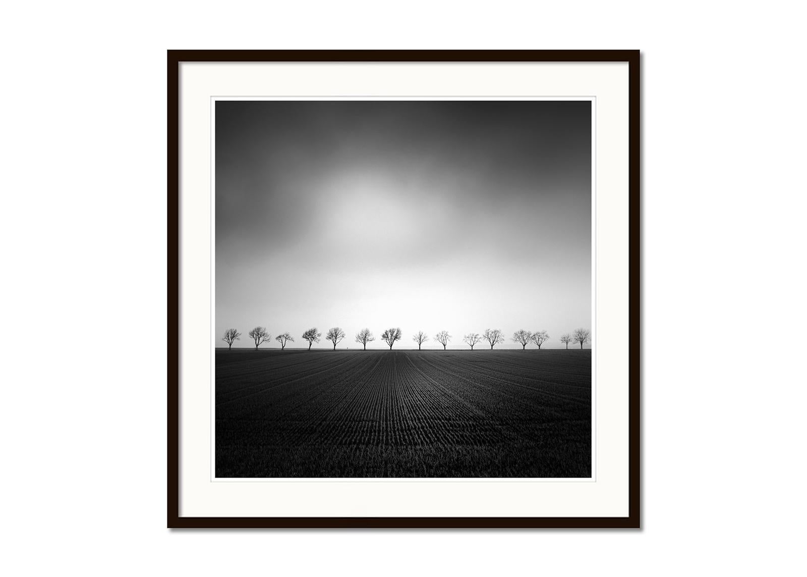 Cherry Tree Avenue, minmalisme, noir et blanc, beaux-arts paysage, photographie - Noir Landscape Photograph par Gerald Berghammer