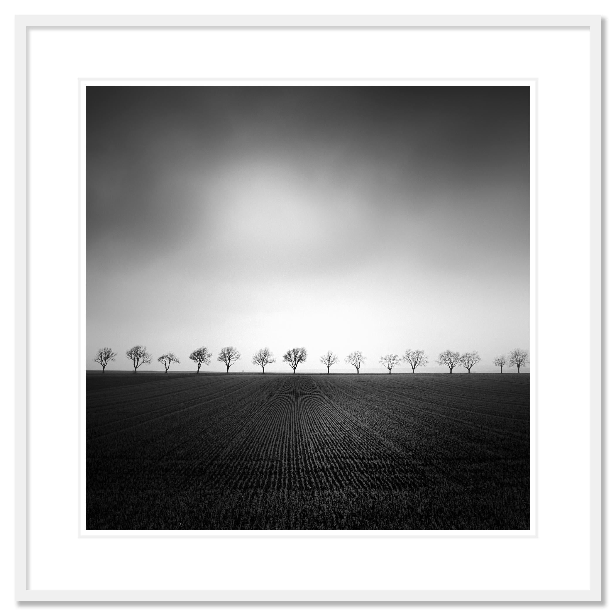 Cherry Tree Avenue, minimalist monochrome landscape photograph - Contemporary Photograph by Gerald Berghammer