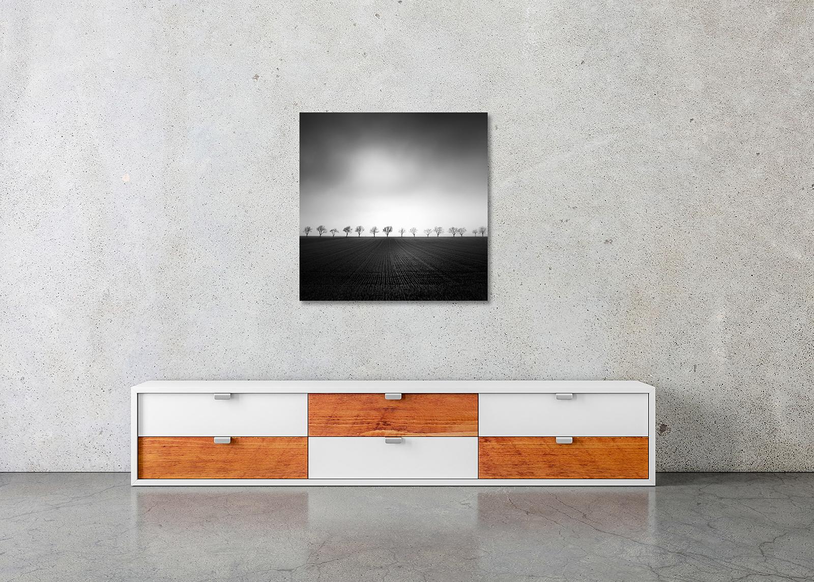 Cherry Tree Avenue, minmalisme, noir et blanc, beaux-arts paysage, photographie en vente 2