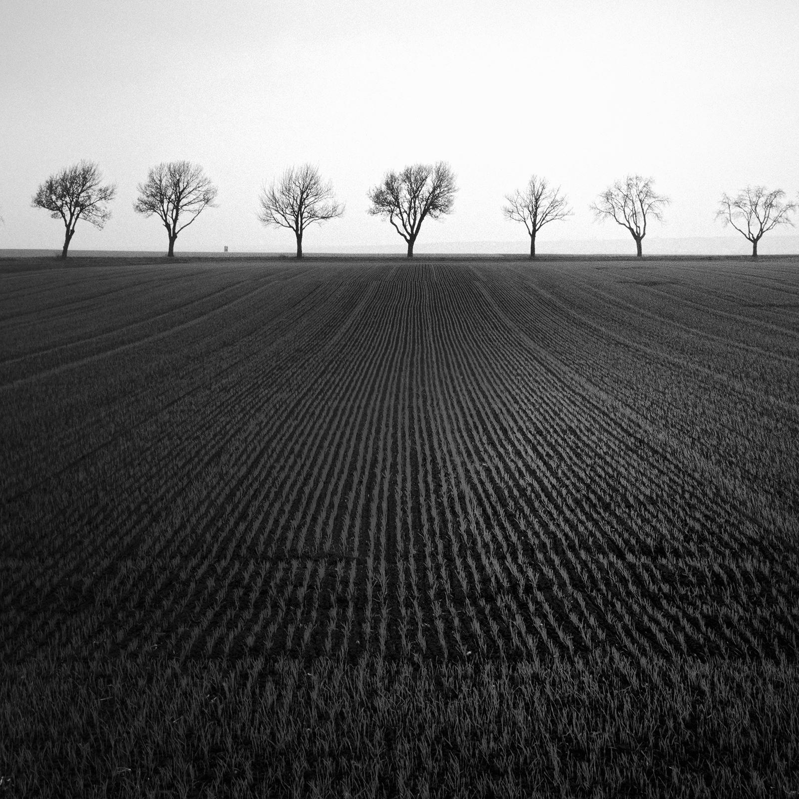 Cherry Tree Avenue, minmalisme, noir et blanc, beaux-arts paysage, photographie en vente 3