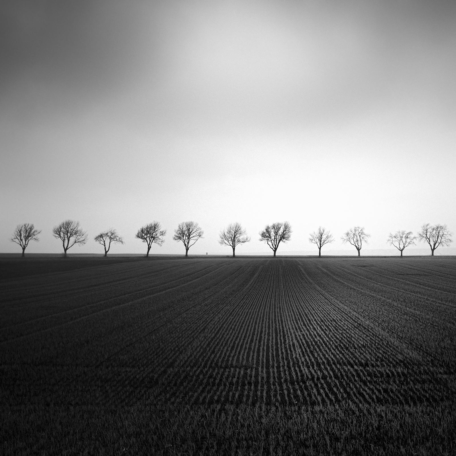 Cherry Tree Avenue, minmalisme, noir et blanc, beaux-arts paysage, photographie en vente 4