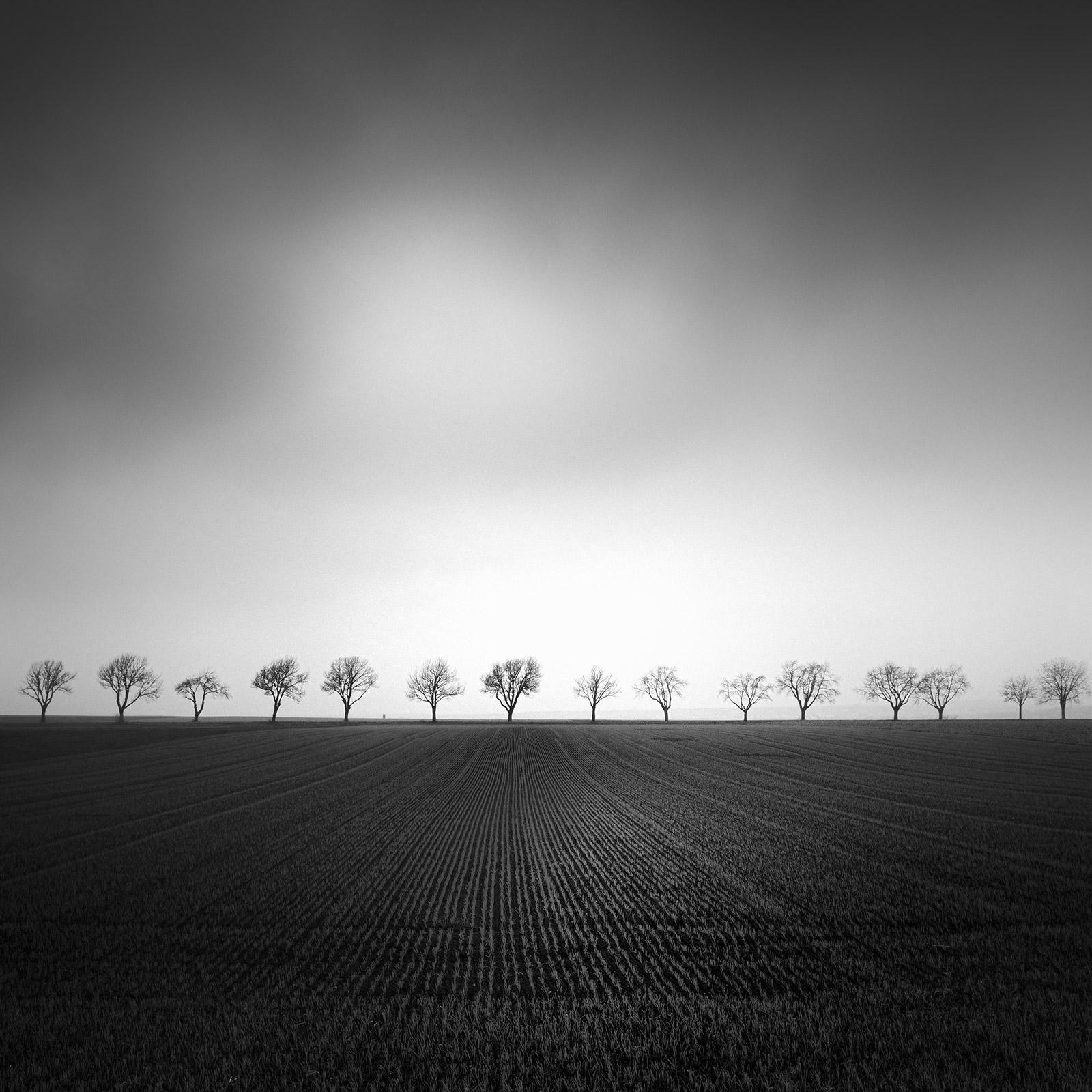Landscape Photograph Gerald Berghammer - Cherry Tree Avenue, minmalisme, noir et blanc, beaux-arts paysage, photographie