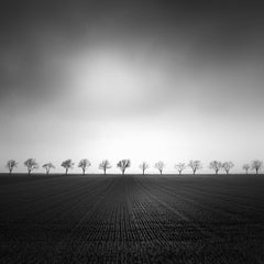Cherry Tree Avenue, Minmalismus, Schwarz-Weiß, Kunstlandschaft, Fotografie