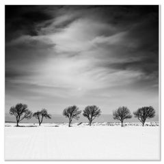 Cherry Tree Avenue, Winter, snowy Field, black and white landscape photography