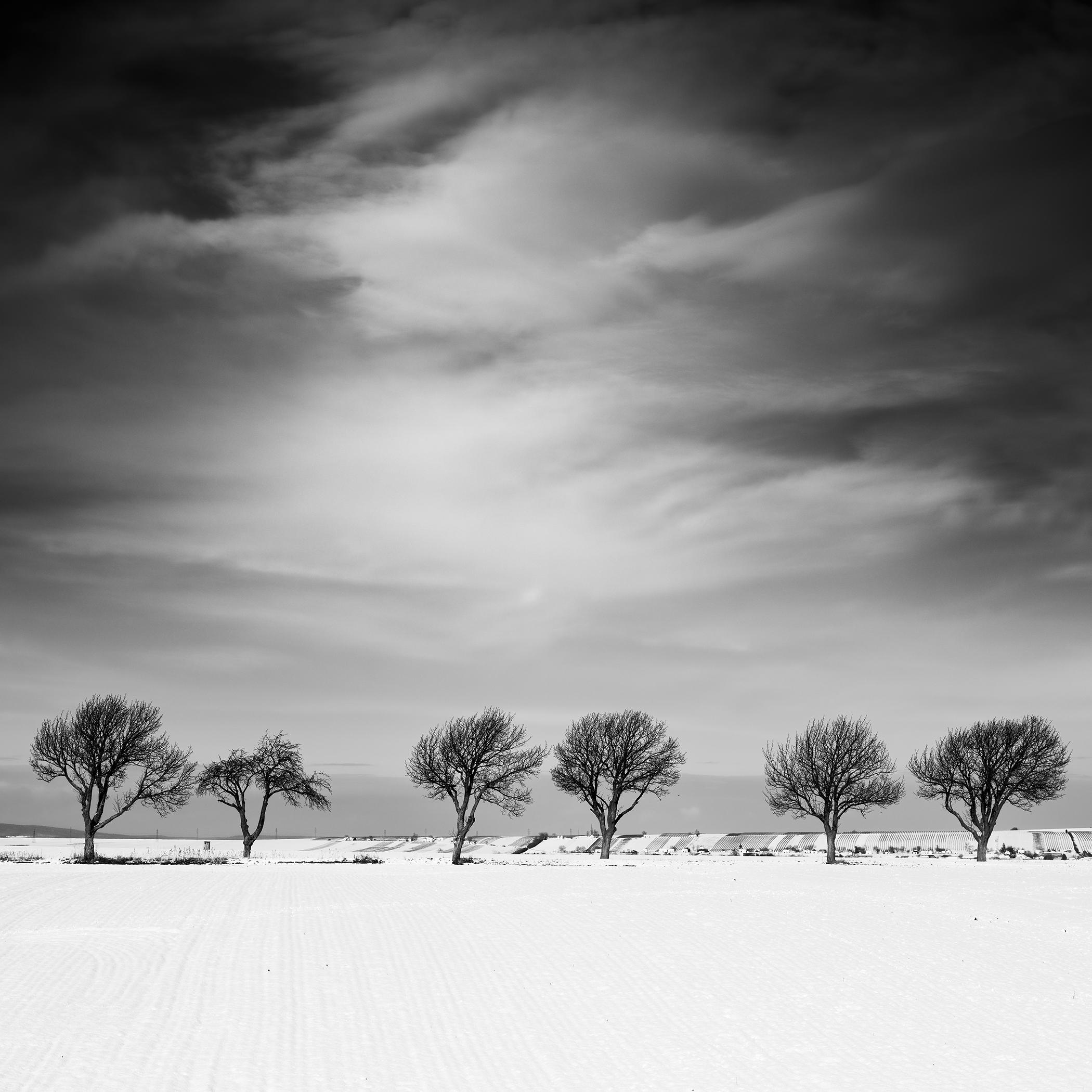 Cherry Tree Avenue, Winter, snowy Field, photographie de paysage en noir et blanc