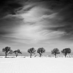 Cherry Tree Avenue, Winter, snowy Field, photographie de paysage en noir et blanc