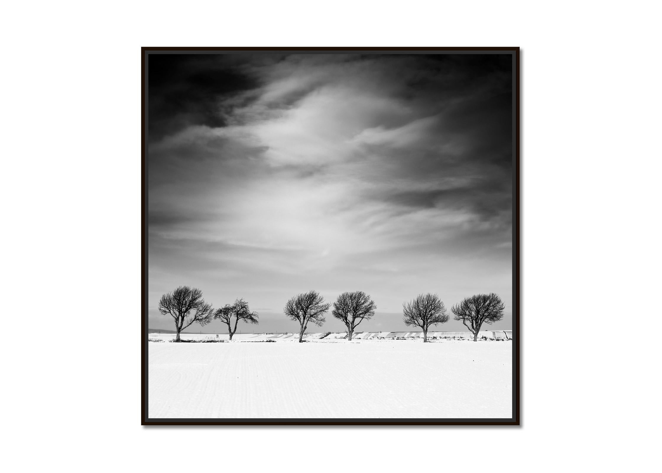 Cherry Tree Avenue, Winter, snowy Field, black and white landscape photography - Photograph by Gerald Berghammer