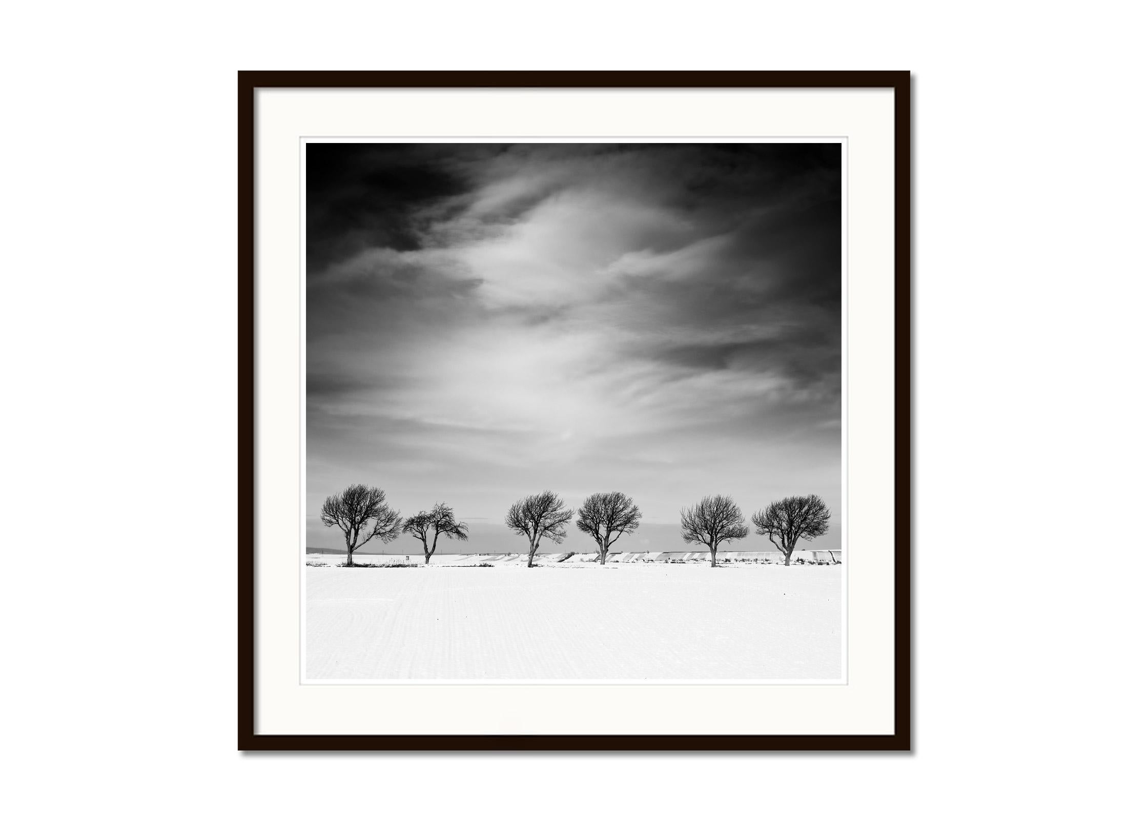 Black and white fine art landscape photography print. Cherry tree avenue on the edge of the snowy field in Austria. Archival pigment ink print, edition of 8. Signed, titled, dated and numbered by artist. Certificate of authenticity included. Printed