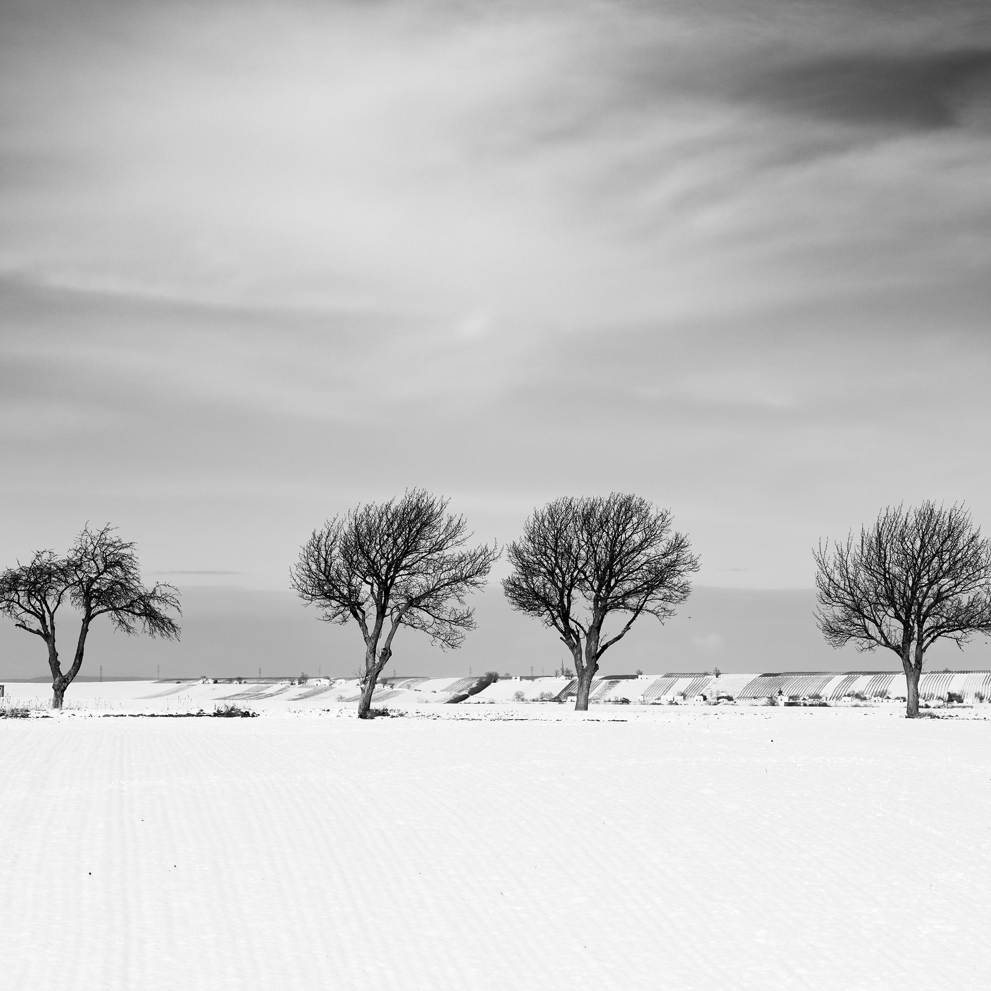 Cherry Tree Avenue, Winter, snowy Field, black and white landscape photography For Sale 4