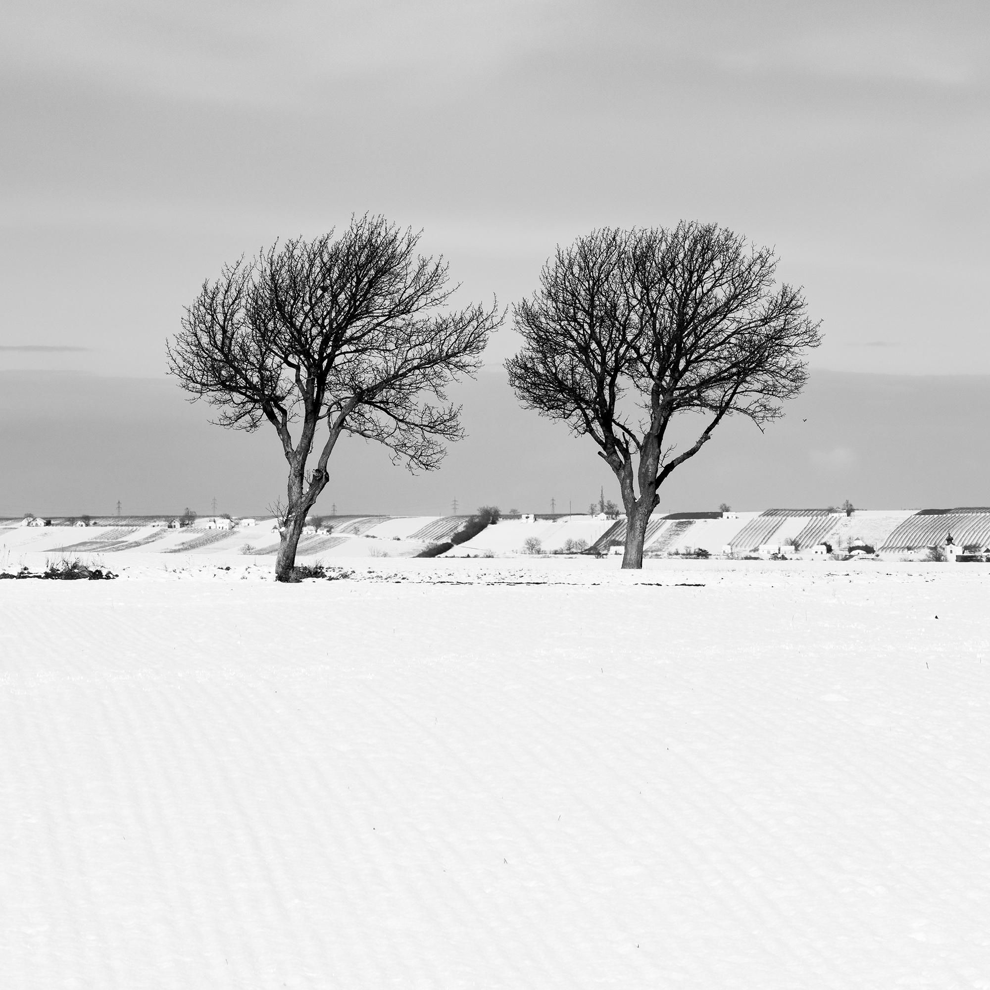 Cherry Tree Avenue, Winter, snowy Field, black and white landscape photography For Sale 5