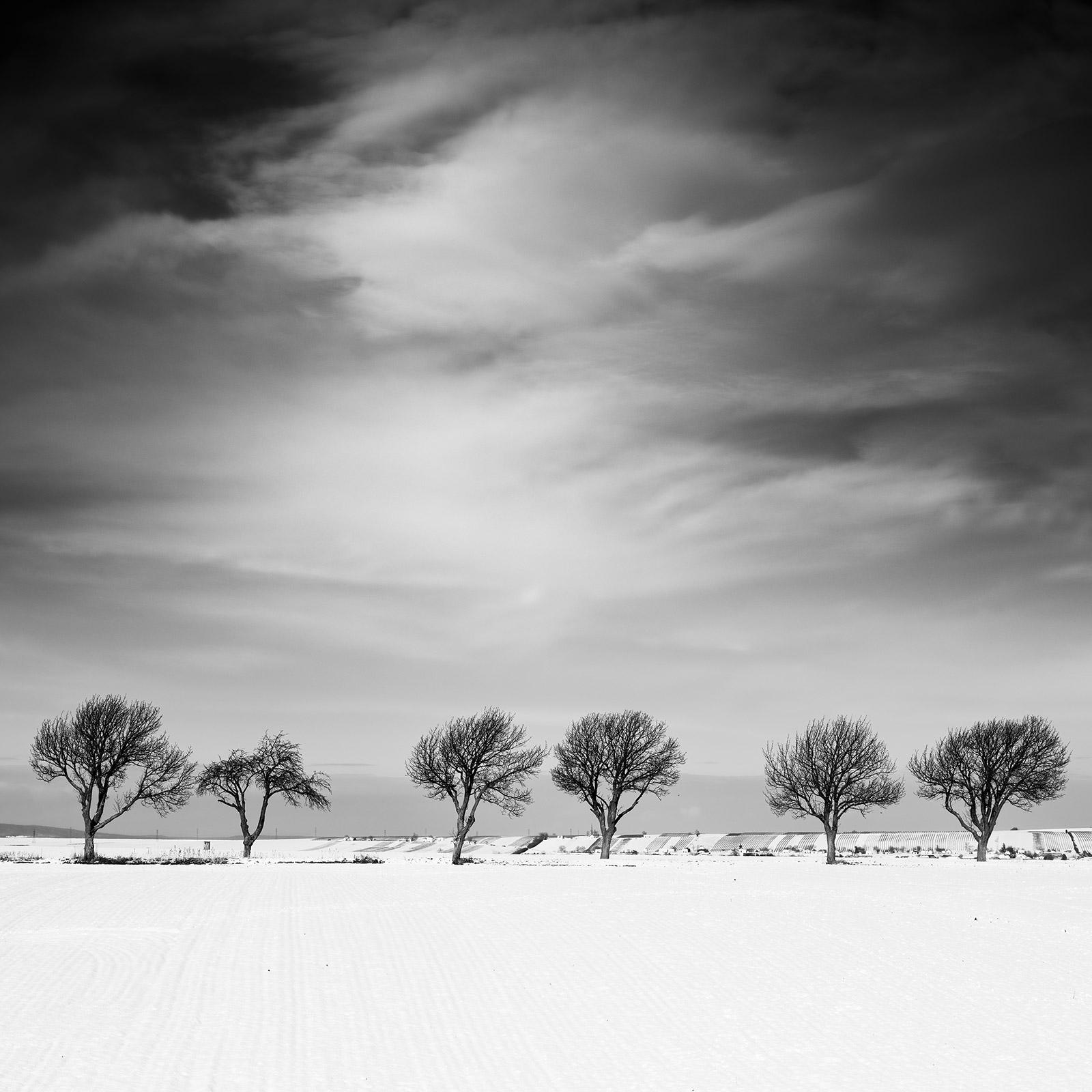 Cherry Tree Avenue, Winter, snowy Field, black and white landscape photography