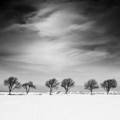 Cherry Tree Avenue, Winter, snowy Field, photographie de paysage en noir et blanc