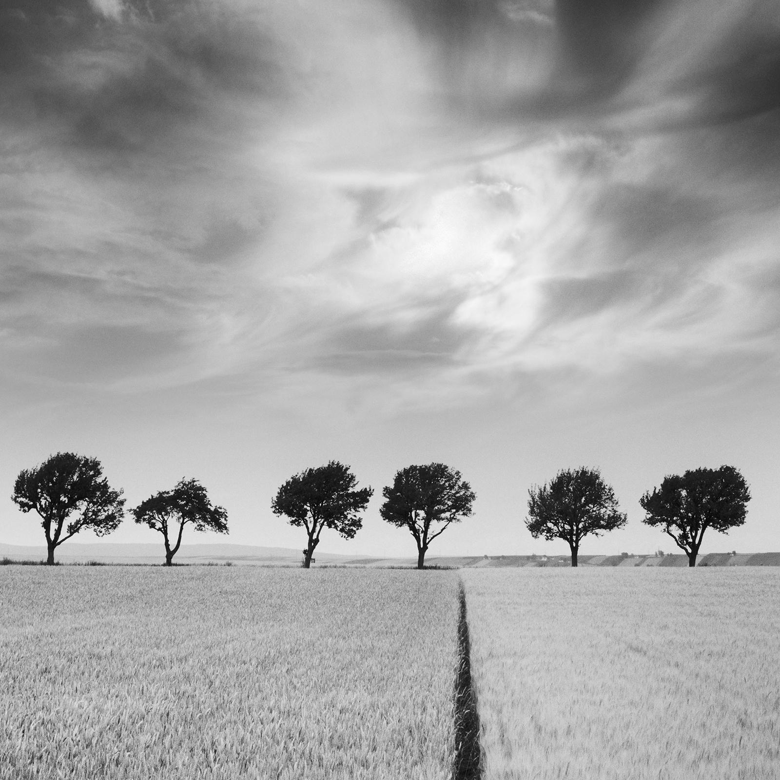 Kirschbaumbäume und dunkler Himmel, Österreich, Schwarz-Weiß, Kunstfotografie, Landschaft im Angebot 5