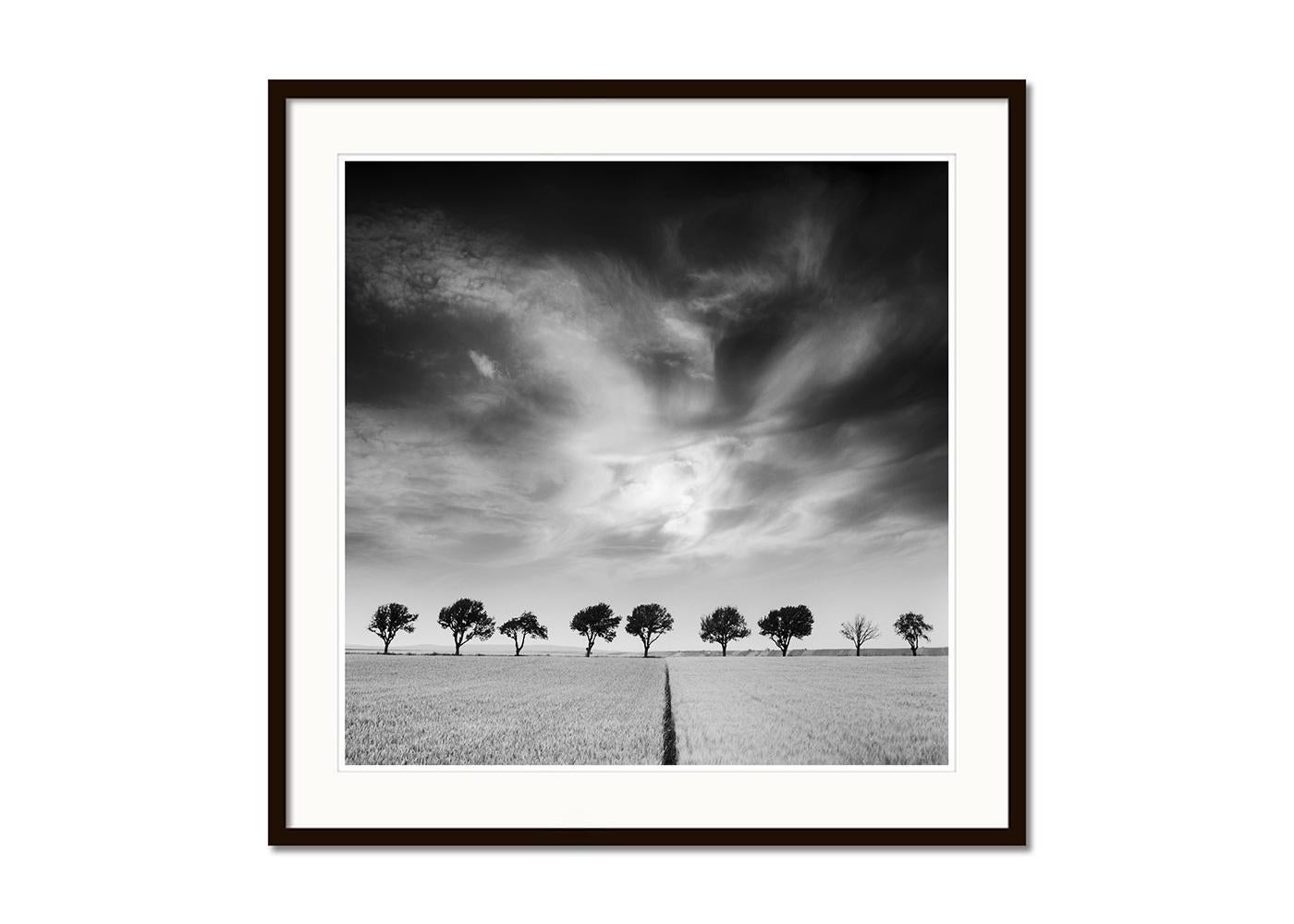 Kirschbaumbäume und dunkler Himmel, Österreich, Schwarz-Weiß, Kunstfotografie, Landschaft (Grau), Landscape Photograph, von Gerald Berghammer