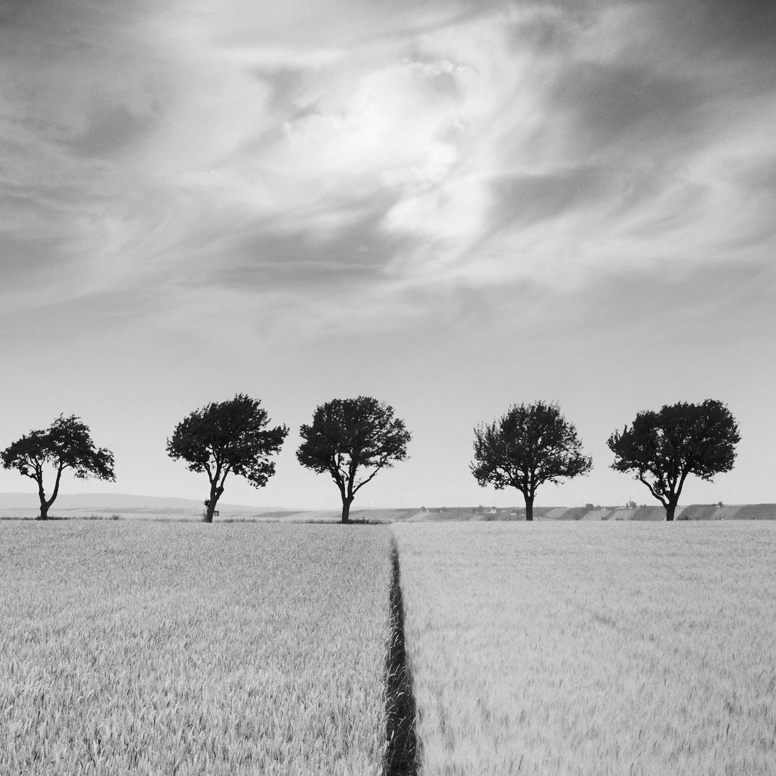 Kirschbaumbäume und dunkler Himmel, Österreich, Schwarz-Weiß, Kunstfotografie, Landschaft im Angebot 3