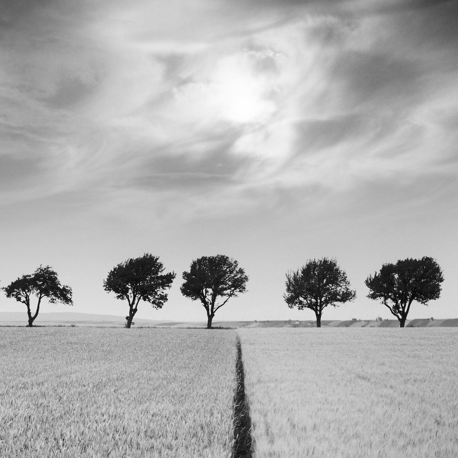 Cherry Trees and Dark Sky, Austria, black and white, art photography, landscape For Sale 1