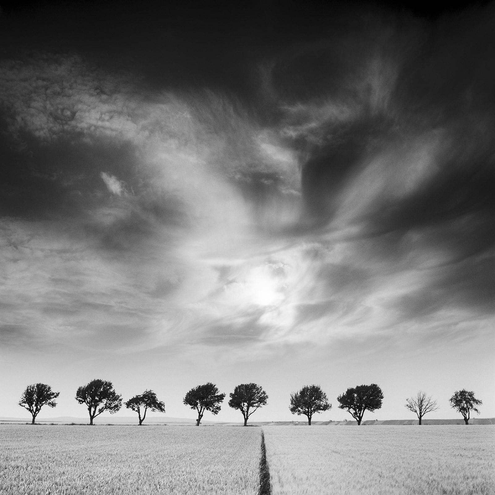 Cherry Trees and Dark Sky, Austria, black and white art photography landscape