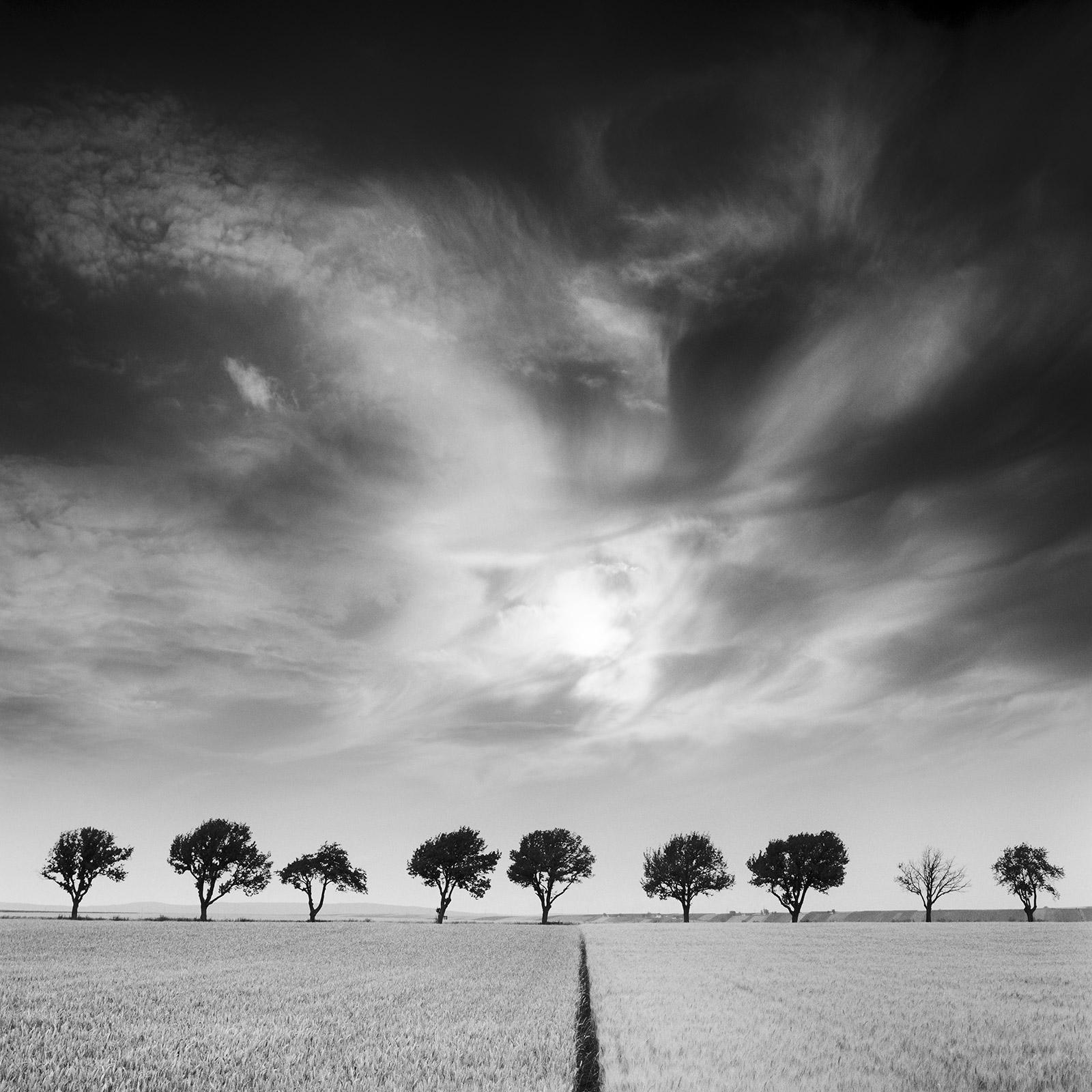 Kirschbaumbäume und dunkler Himmel, Österreich, Schwarz-Weiß, Kunstfotografie, Landschaft