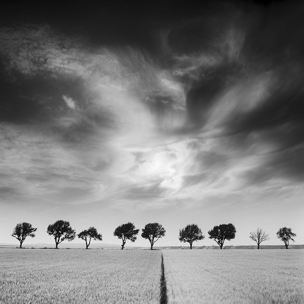 Gerald Berghammer Landscape Photograph – Kirschbaumbäume und dunkler Himmel, Österreich, Schwarz-Weiß, Kunstfotografie, Landschaft