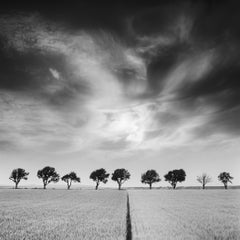 Ciliegi e cielo scuro, Austria, bianco e nero, fotografia d'arte, paesaggio
