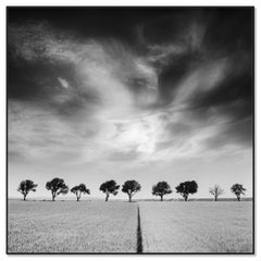 Cherry Trees and Dark Sky, black and white art landscape photography