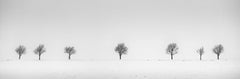 Cherry Trees in Snow Field, black and white fine art photography, landscapes