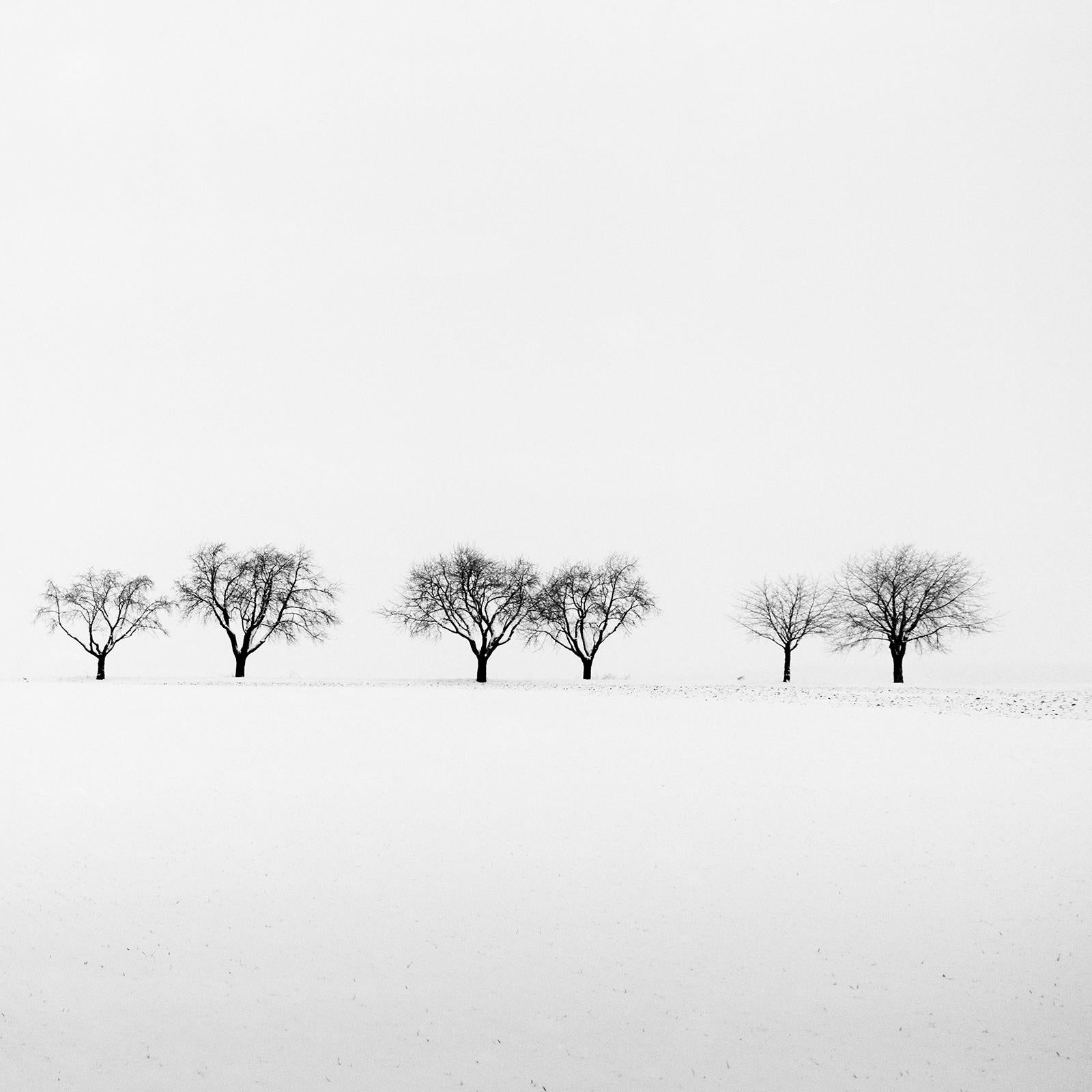 Cherry Trees in Snow Field, minimalist black and white photography, landscape For Sale 4