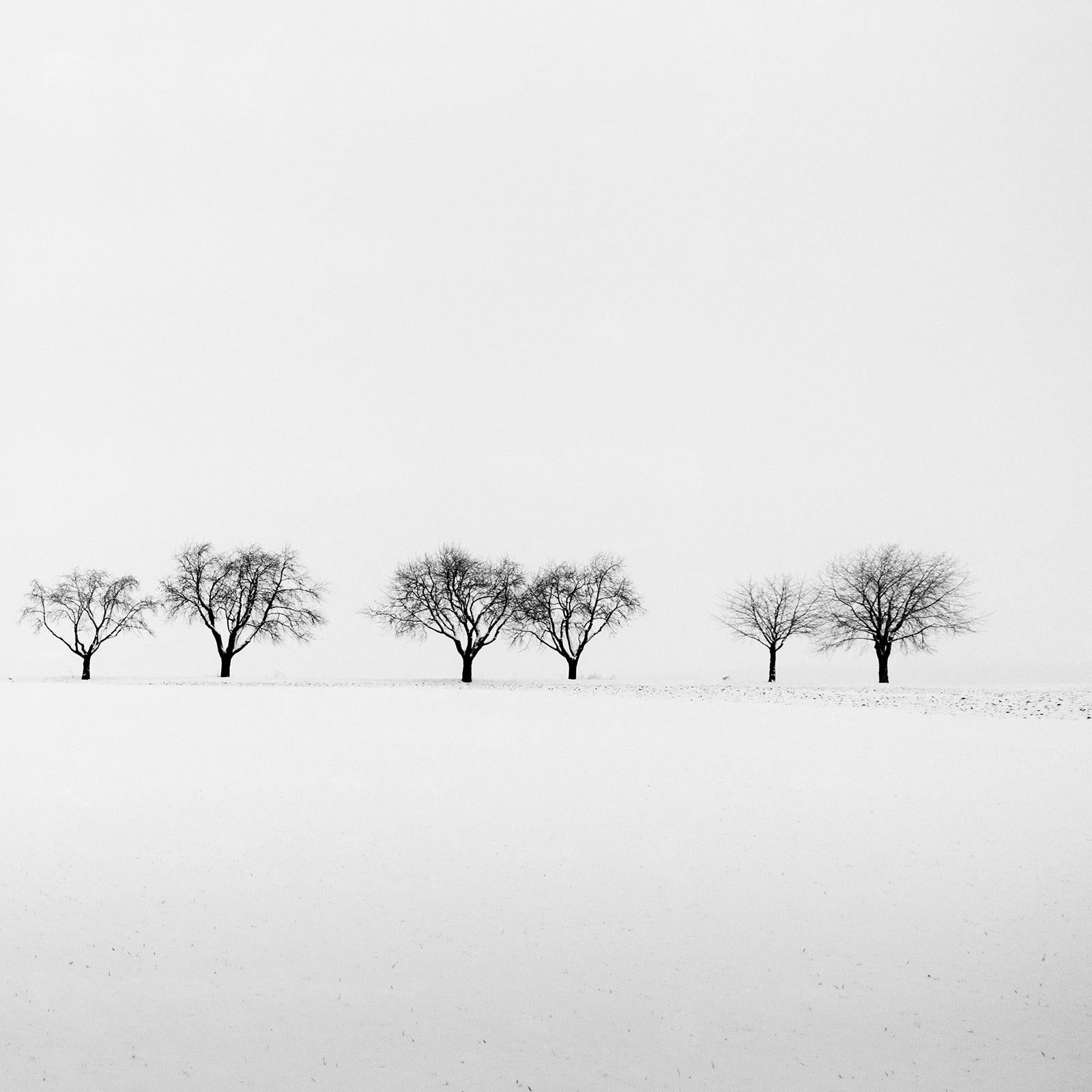 Cherry Trees in Snow Field, minimalistische Schwarz-Weiß-Fotografie, Landschaft im Angebot 5