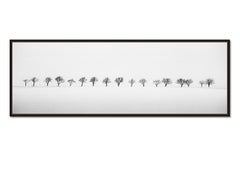 Cherry Trees in Snow Field, minimalist black and white photography, landscape