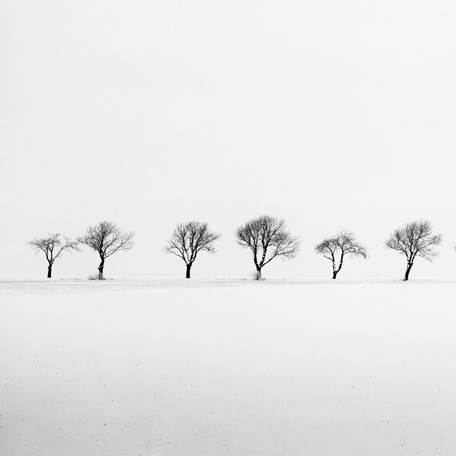 Cherry Trees in Snow Field, minimalist black and white photography, landscape For Sale 2