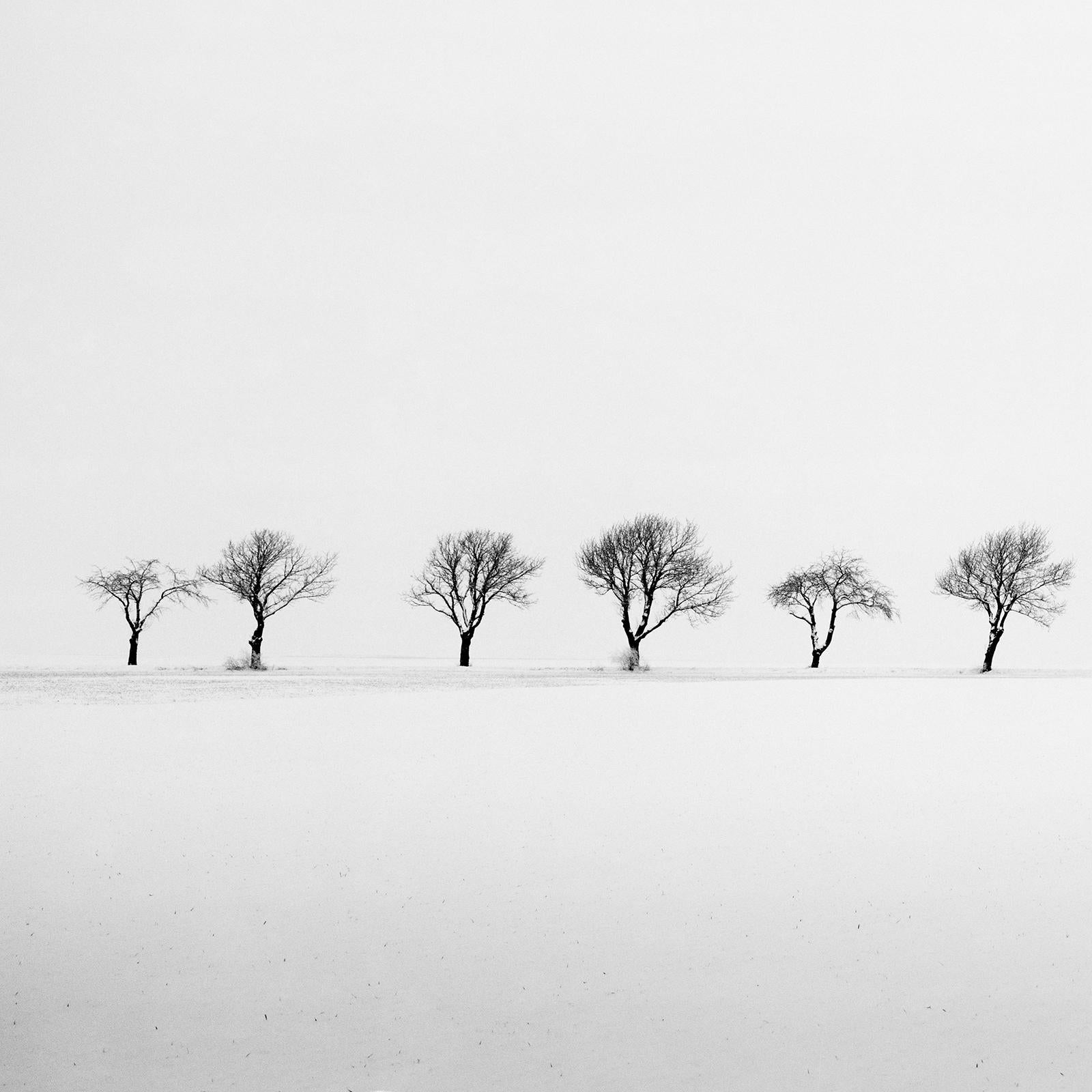 Cherry Trees in Snow Field, minimalistische Schwarz-Weiß-Fotografie, Landschaft im Angebot 3