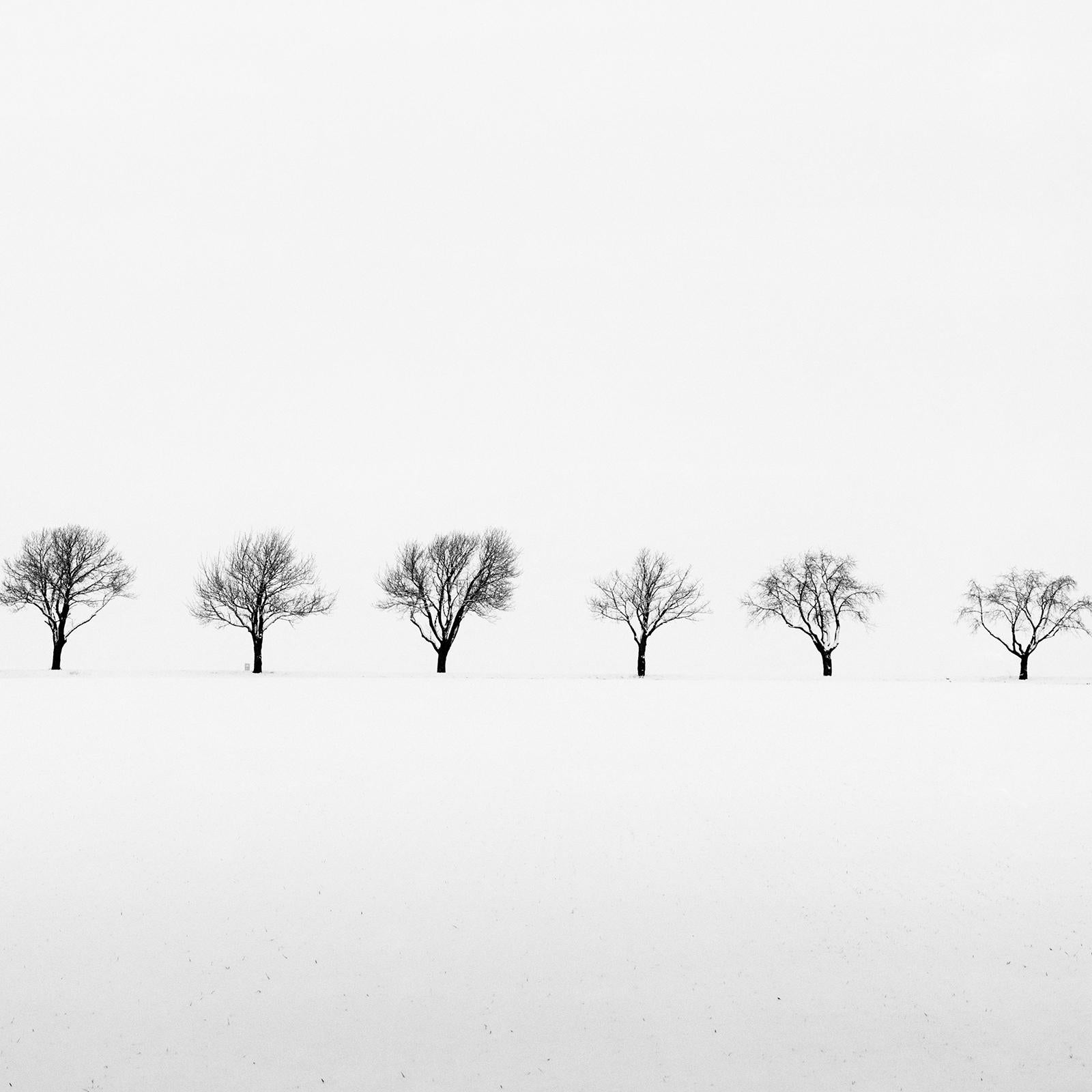 Cherry Trees in Snow Field, minimalist black and white photography, landscape For Sale 3