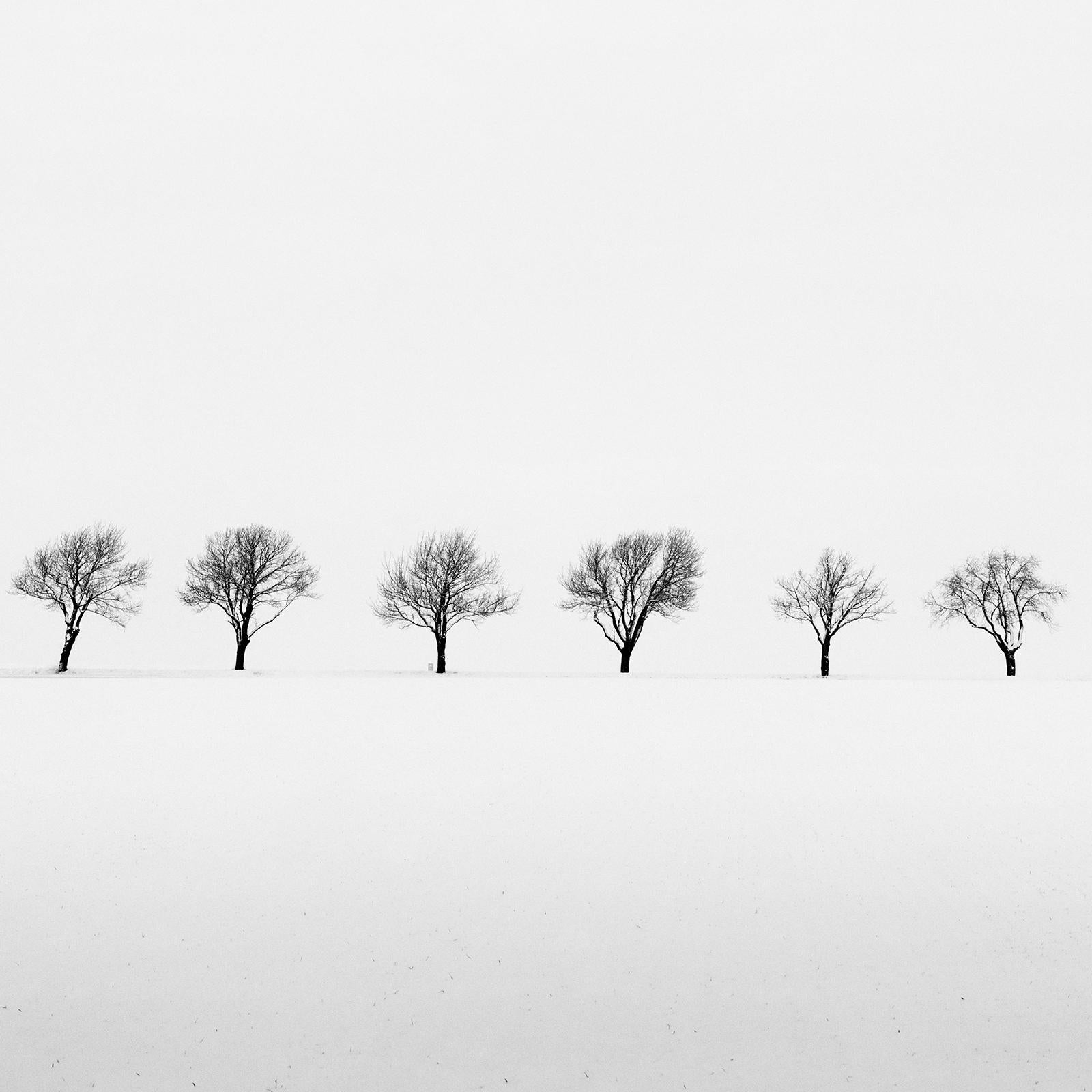 Cherry Trees in Snow Field, minimalistische Schwarz-Weiß-Fotografie, Landschaft im Angebot 4