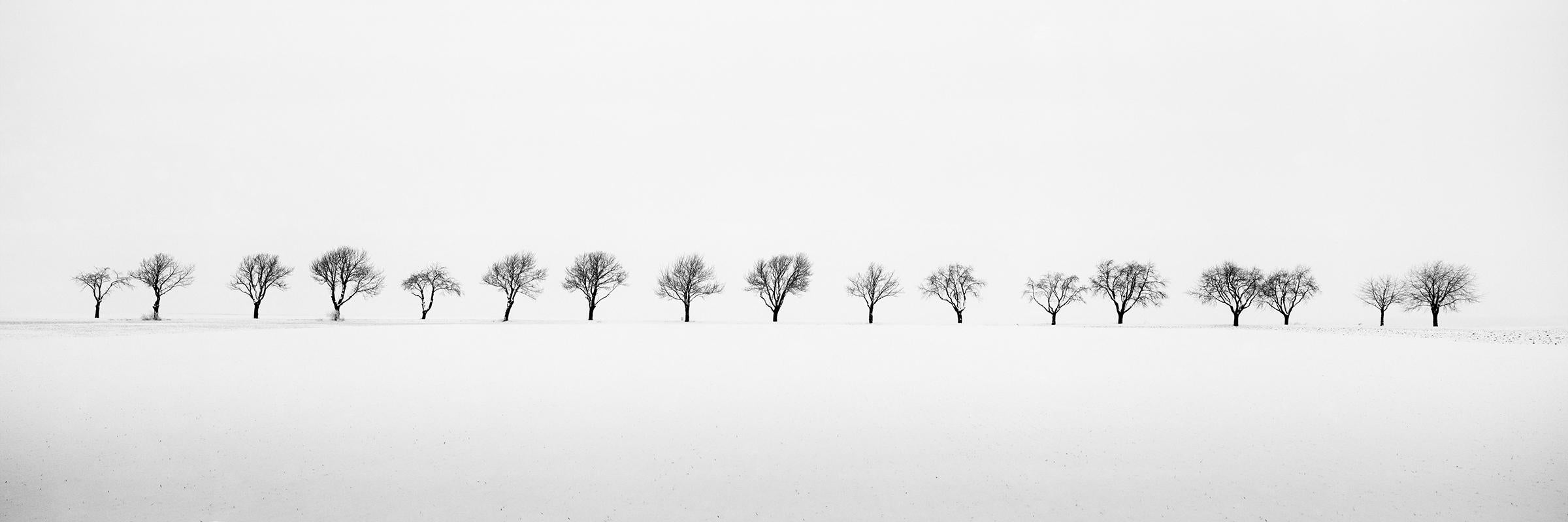 Gerald Berghammer Black and White Photograph - Cherry Trees in Snow Field, minimalist black and white photography, landscape