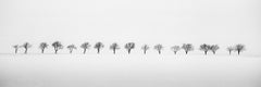 Cerisiers dans un champ de neige, photographie minimaliste en noir et blanc, paysage