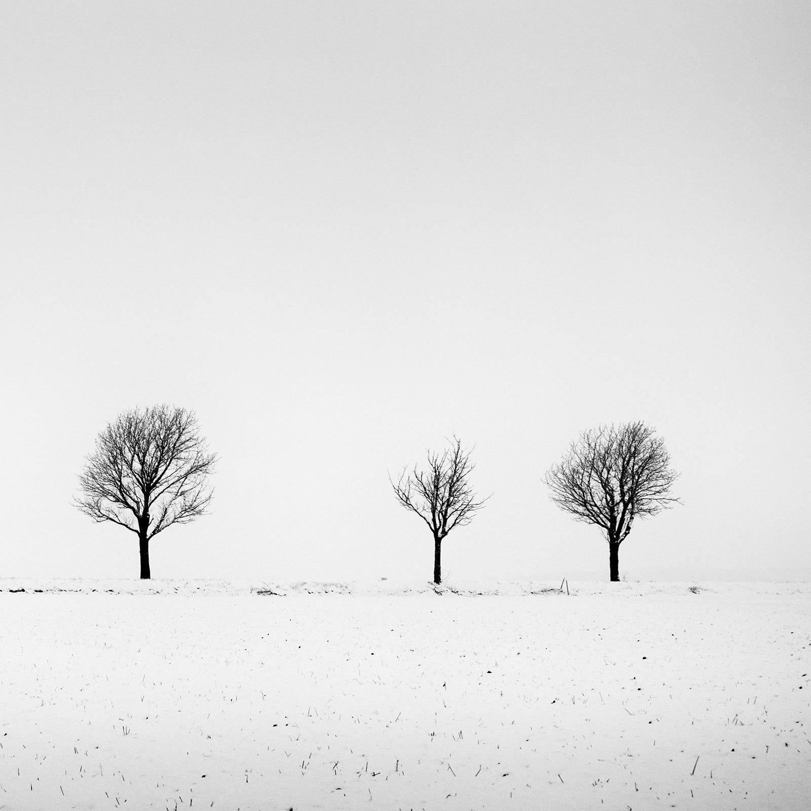 Cherry Trees in Snow Field, Panorama, black and white photography, landscape For Sale 4