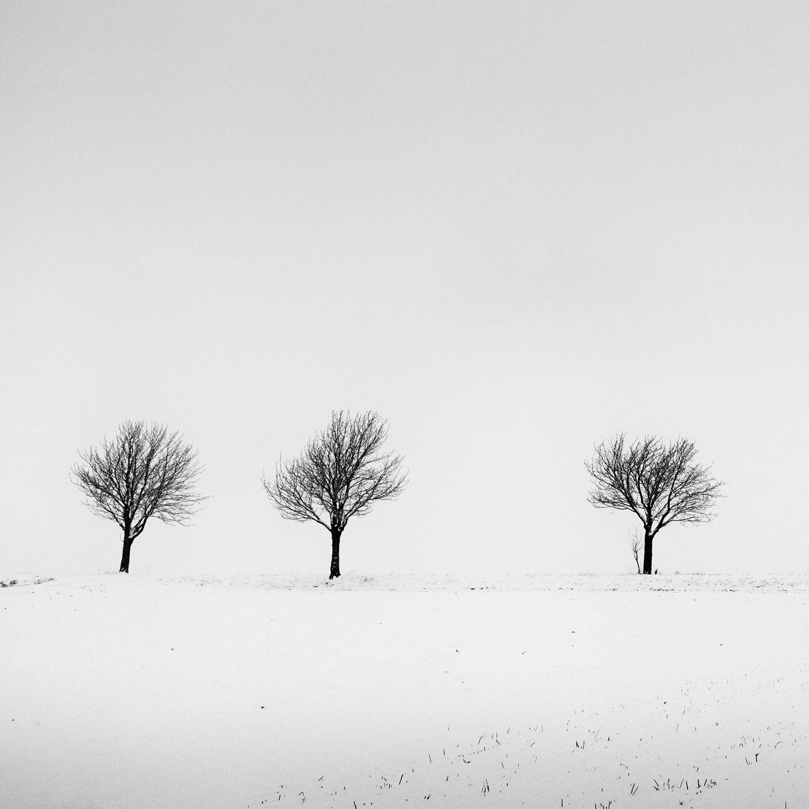 Cherry Trees in Snow Field, Panorama, black and white photography, landscape For Sale 2