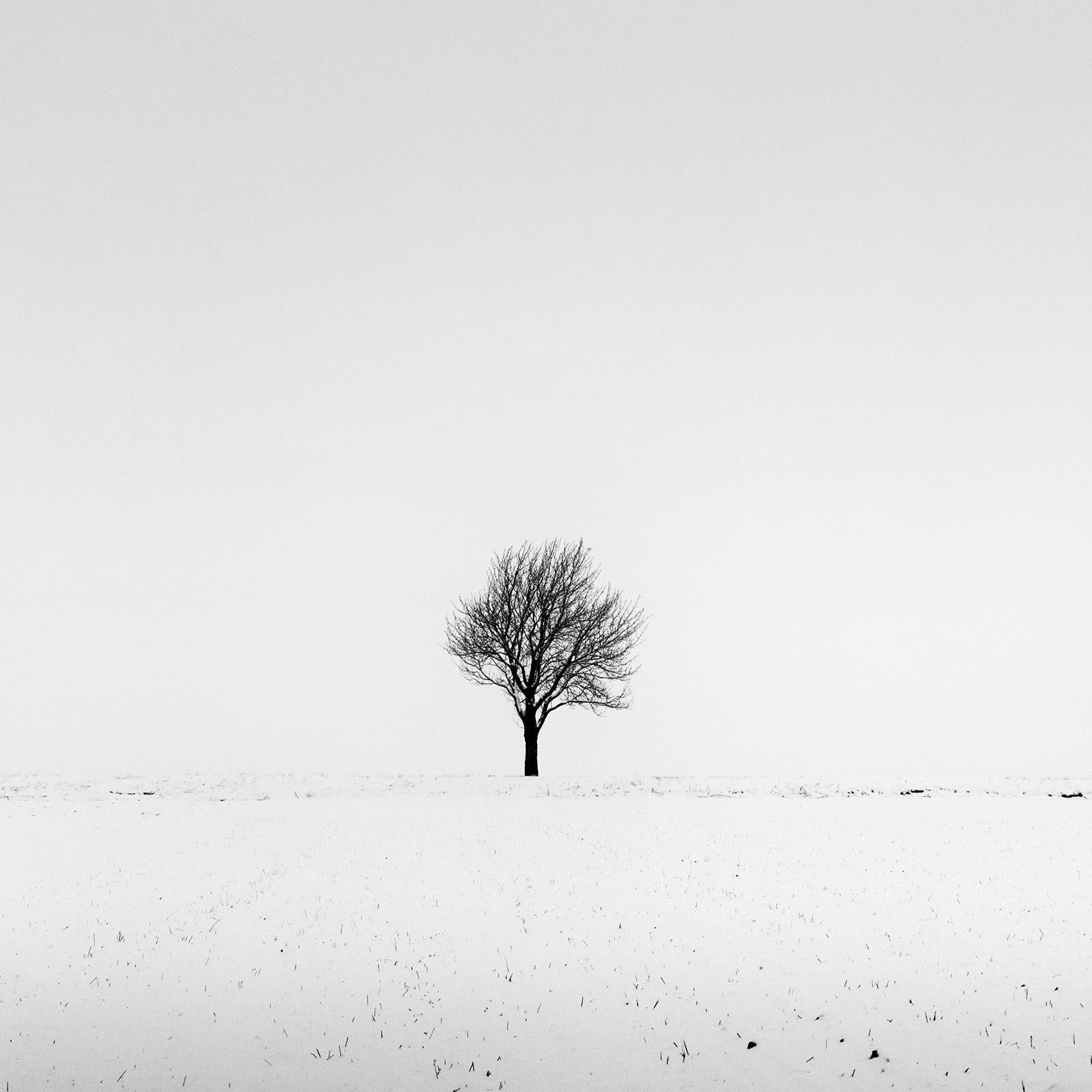 Cherry Trees in Snow Field, Panorama, black and white photography, landscape For Sale 3