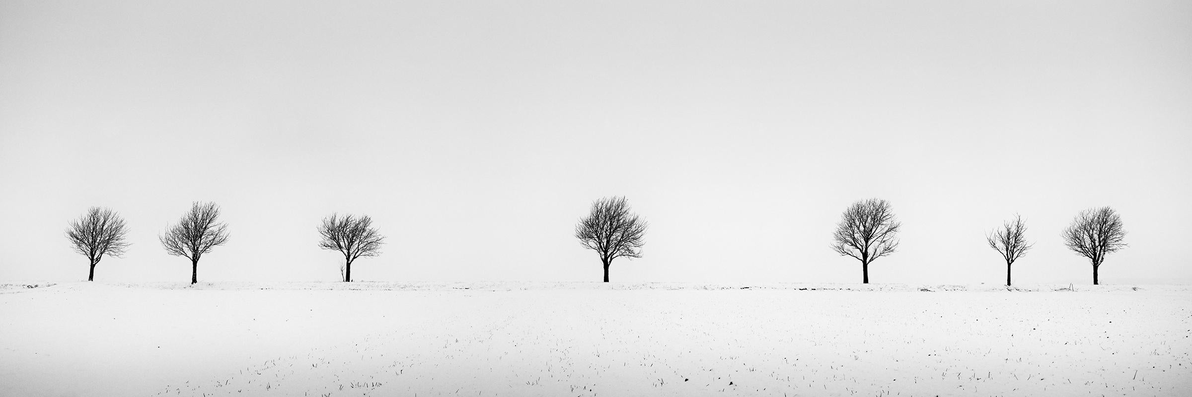 Gerald Berghammer Landscape Photograph – Cherry Trees in Snow Field, Panorama, Schwarz-Weiß-Fotografie, Landschaft